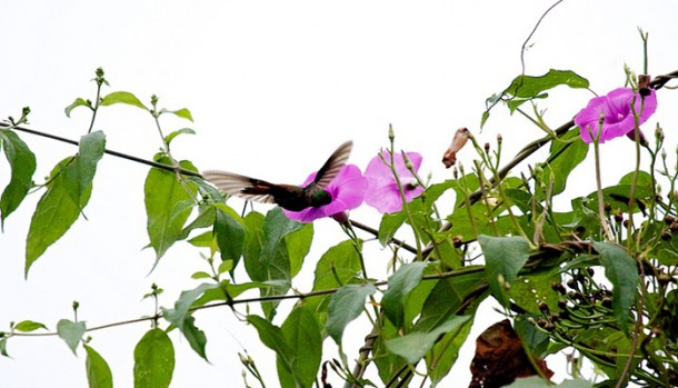 rainforest properties in belize