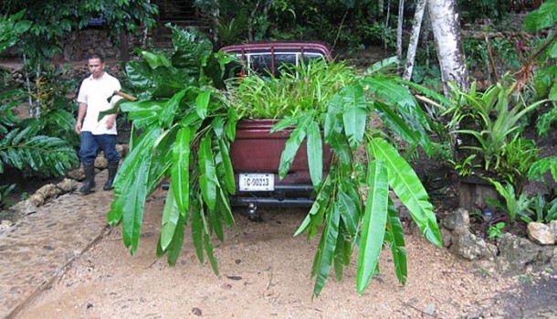 belize plants in eco village