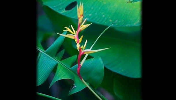 belize rainforest land for sale