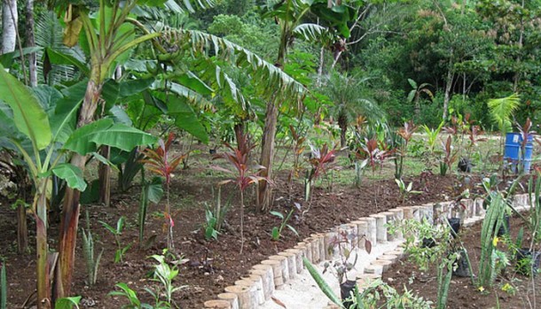 belize eco lodge gardens