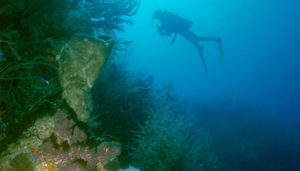 Diving in Belize