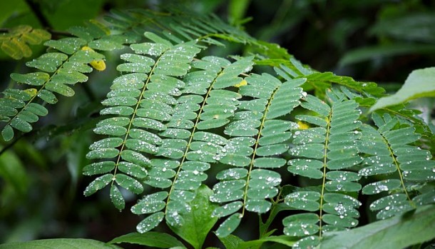 belize rainforest property for sale