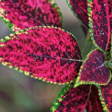 Plants and Flowers