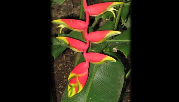belize property