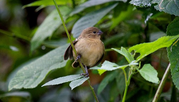 rainforest properties in belize