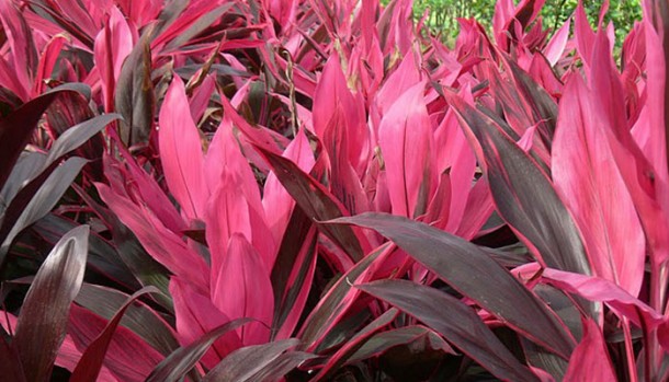 belize lots for sale