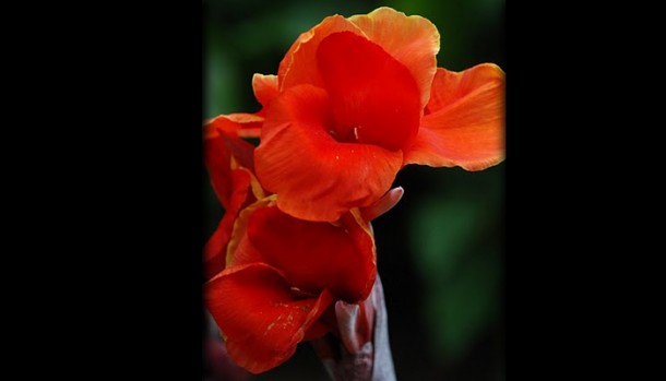 belize rainforest living rentals