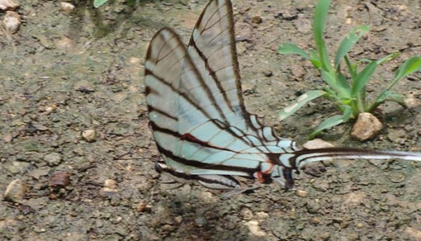 belize rainforest land for sale