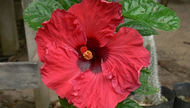 belize eco community