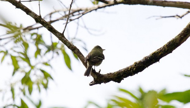rainforest property in belize
