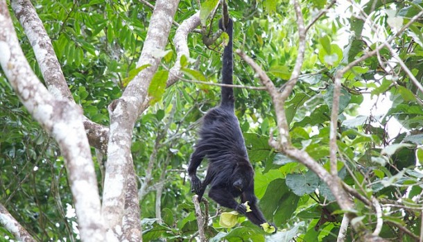 Belize Howler Monkey