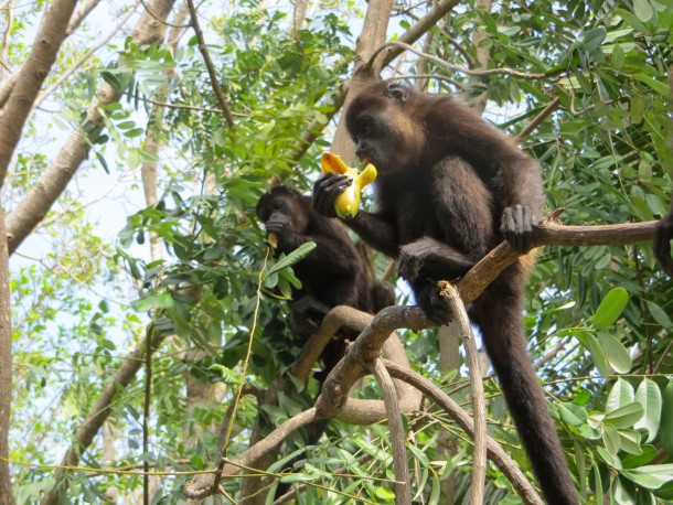 Howler Troops at Better in Belize Ecovillage