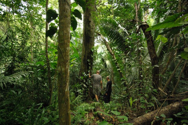 Rainforest at Better in Belize Ecovillage