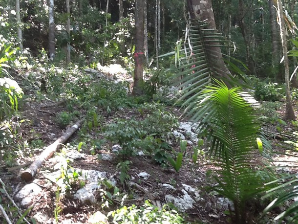 intentional communities