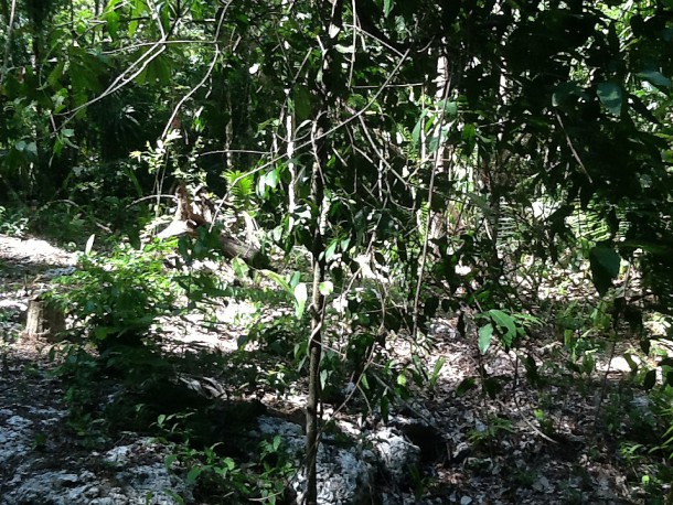 property for sale belize