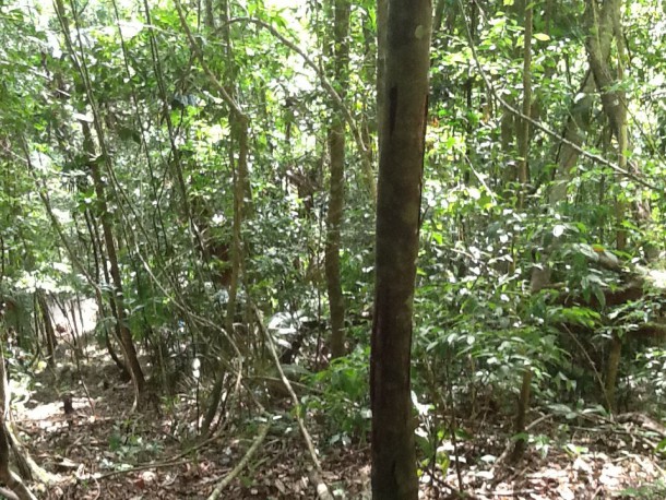 belize rainforest property for sale