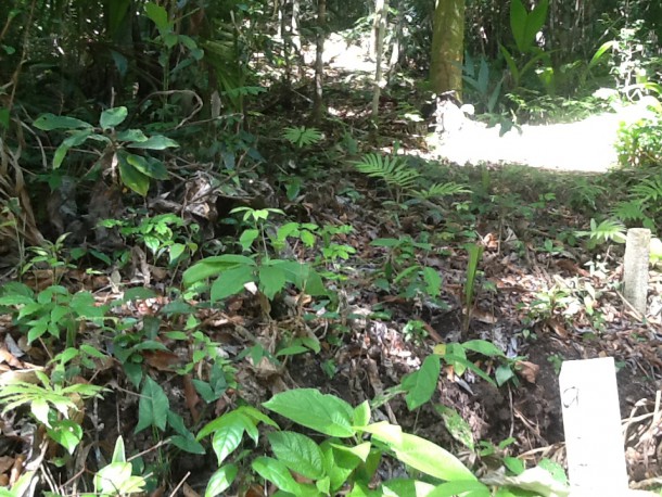 belize rainforest land for sale