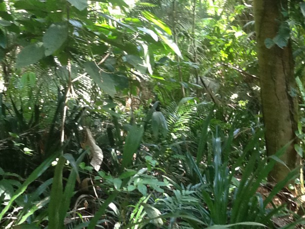 rainforest property in belize