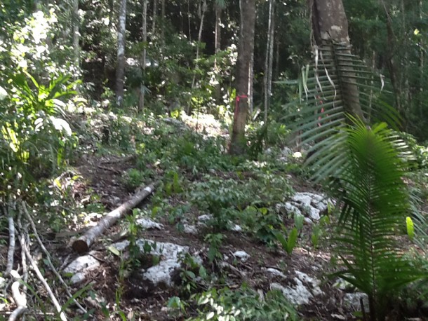 cayo belize real estate