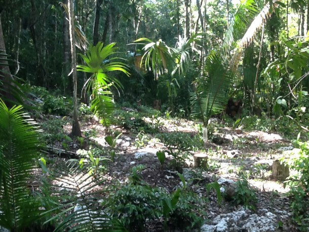 rainforest properties in belize