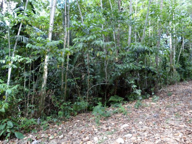 intentional communities
