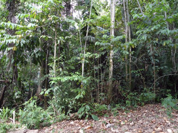 buybelize