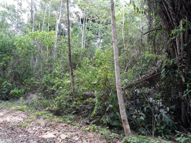 cayo belize real estate