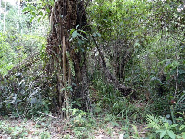 property for sale belize