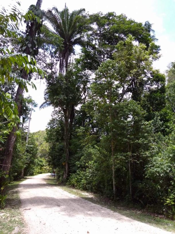 Affordable rainforest property in Belize