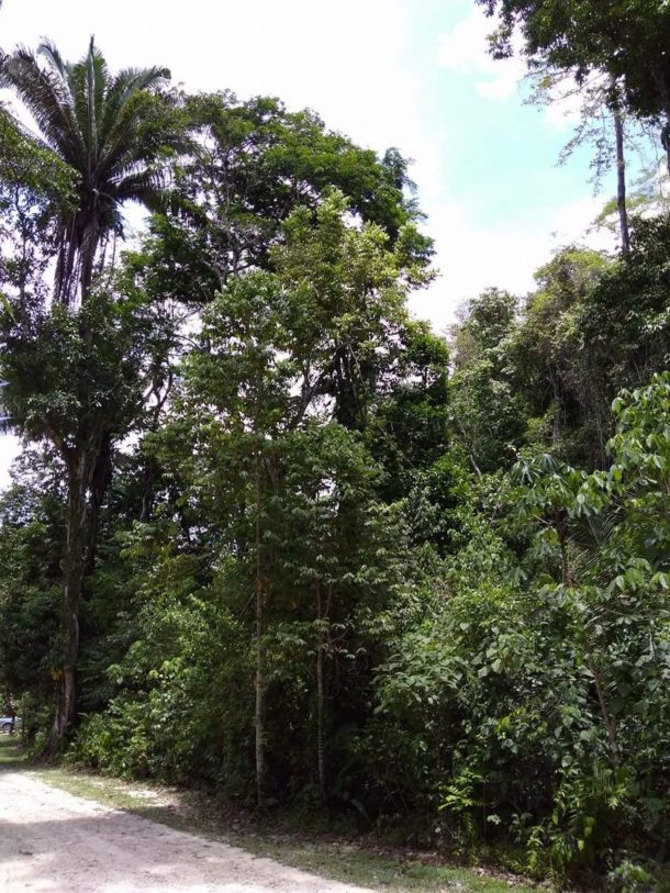 Belize property for sale