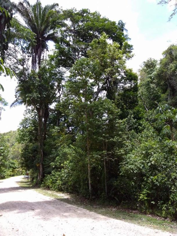 Rainforest lot for sale