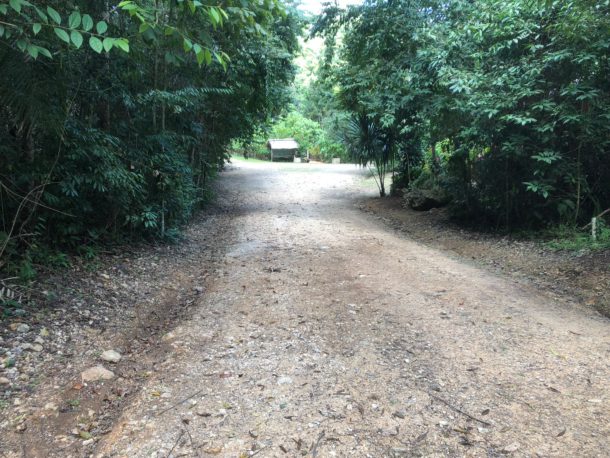 Rainforest Lot 67