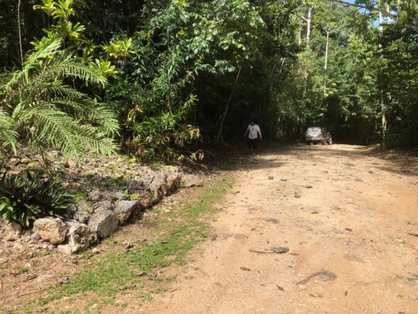 Rainforest Lot 67