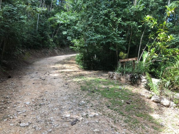 Rainforest Lot 67