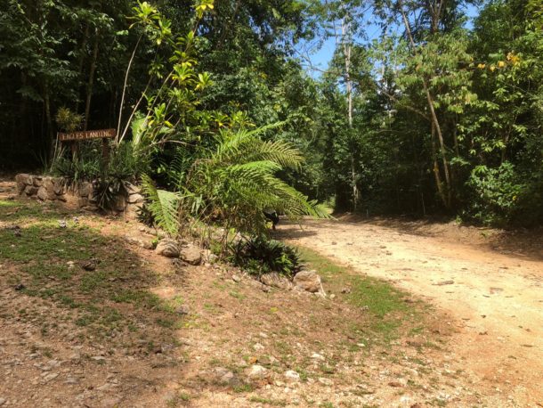 Rainforest Lot 67