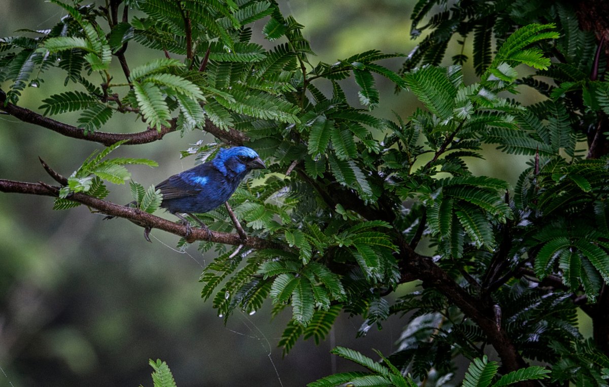 Bright blue songbird perched among feathery leaves at Better in Belize
