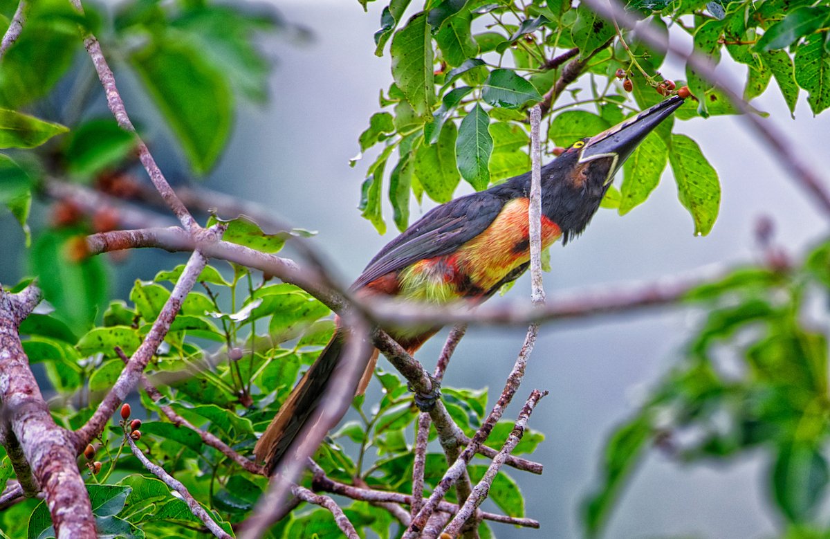 Collared aracari feeding on berries at Better in Belize