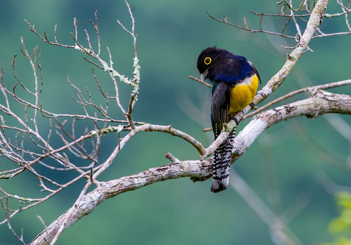 Gartered trogon perched in the Cayo jungle