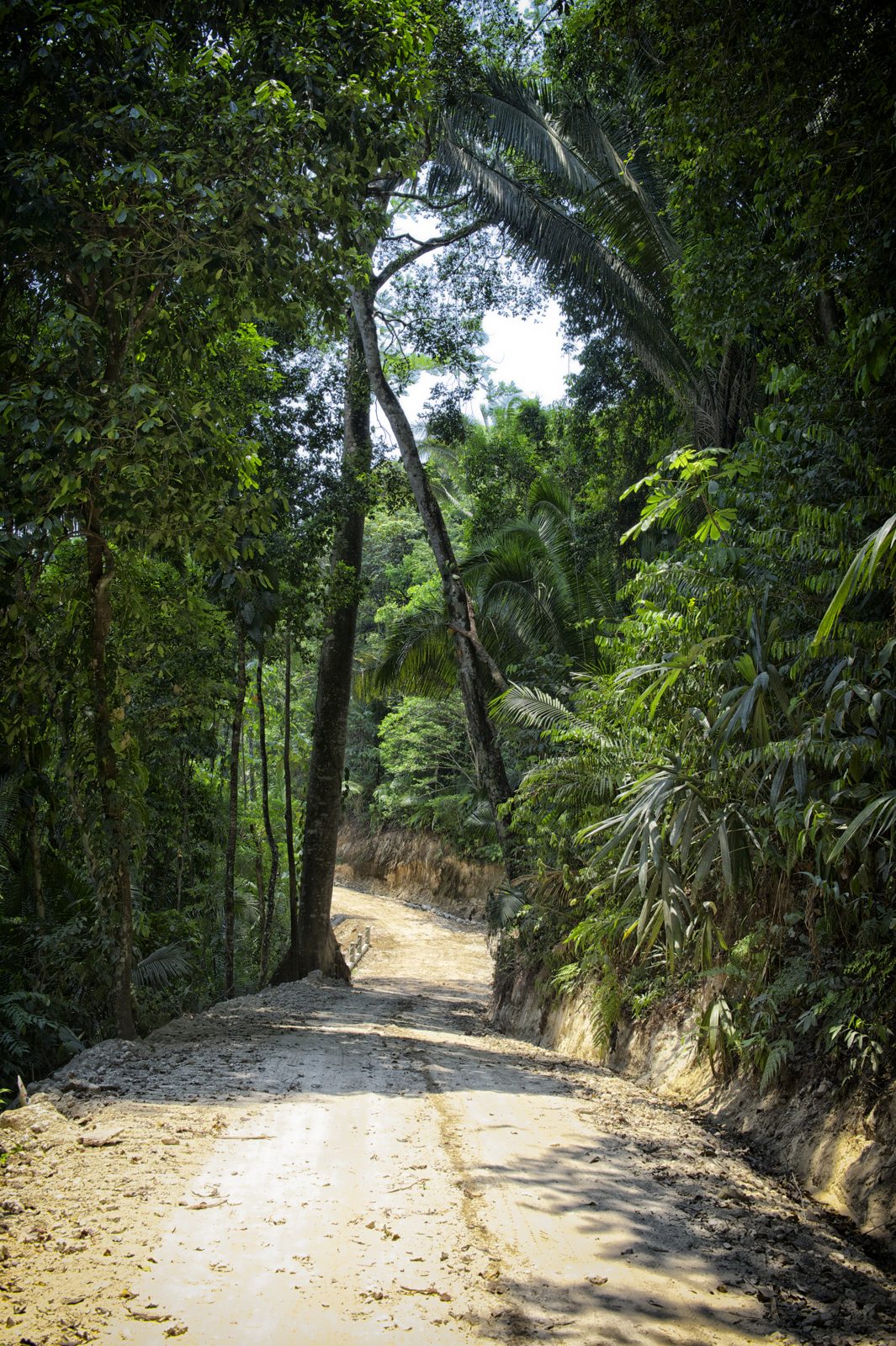 Jungle road through the property