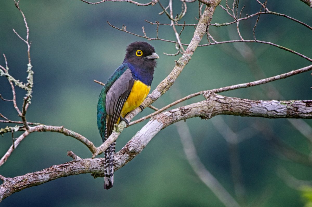 Gartered trogon perched on a branch at Better in Belize