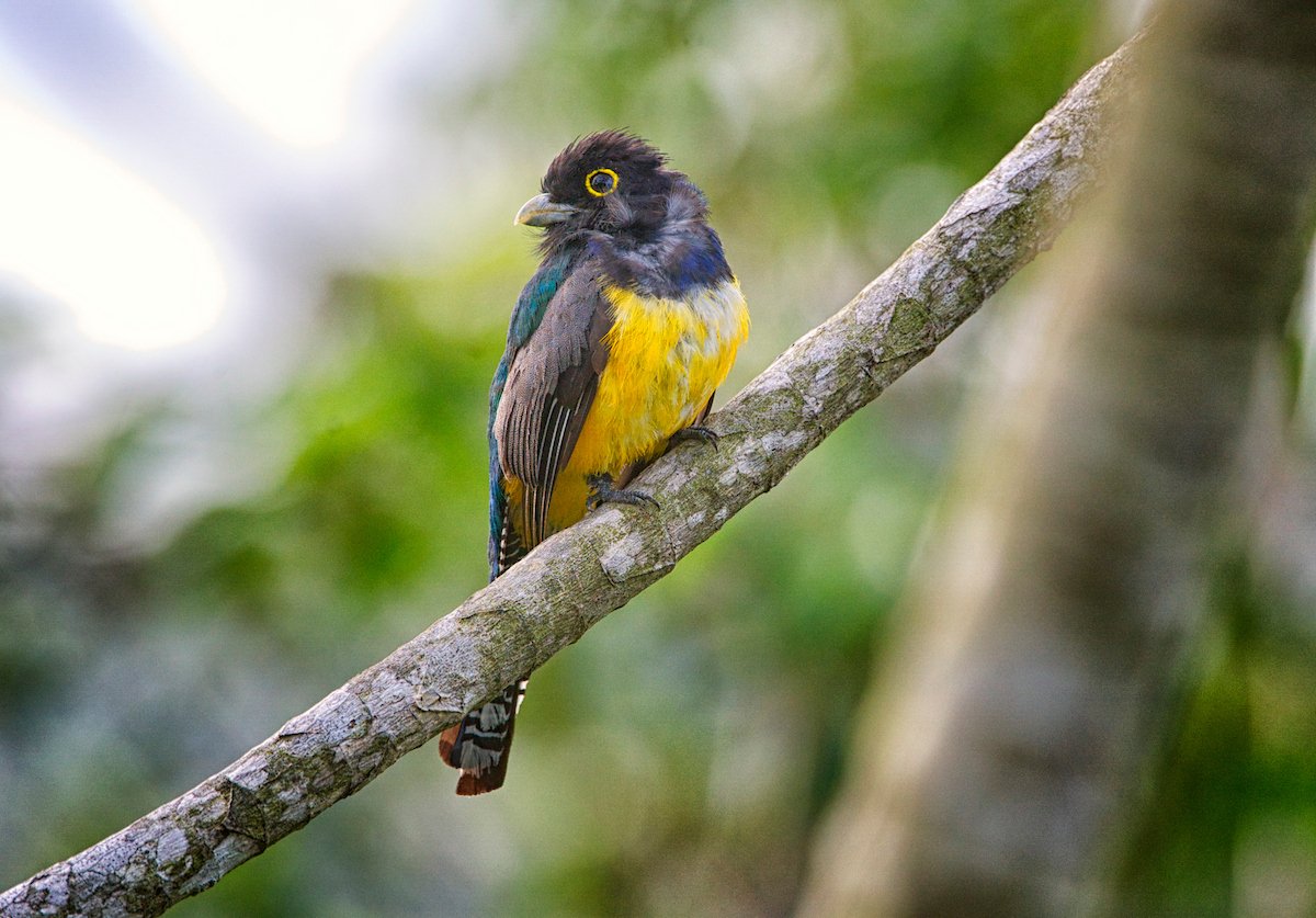 Gartered trogon resting on a mossy branch at Better in Belize