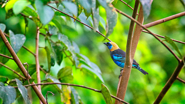 Golden-hooded tanager perched on a branch in the rainforest at Better in Belize