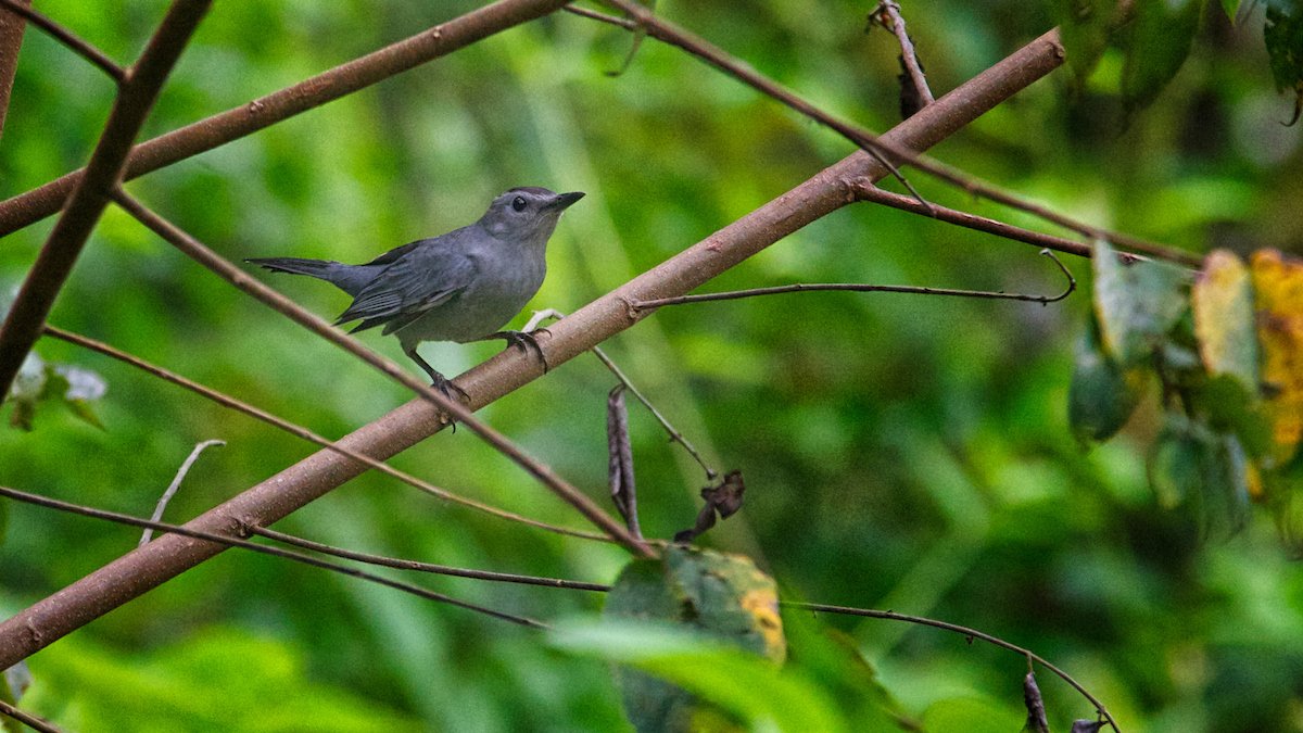 Gray catbird perched on a branch in the rainforest at Better in Belize