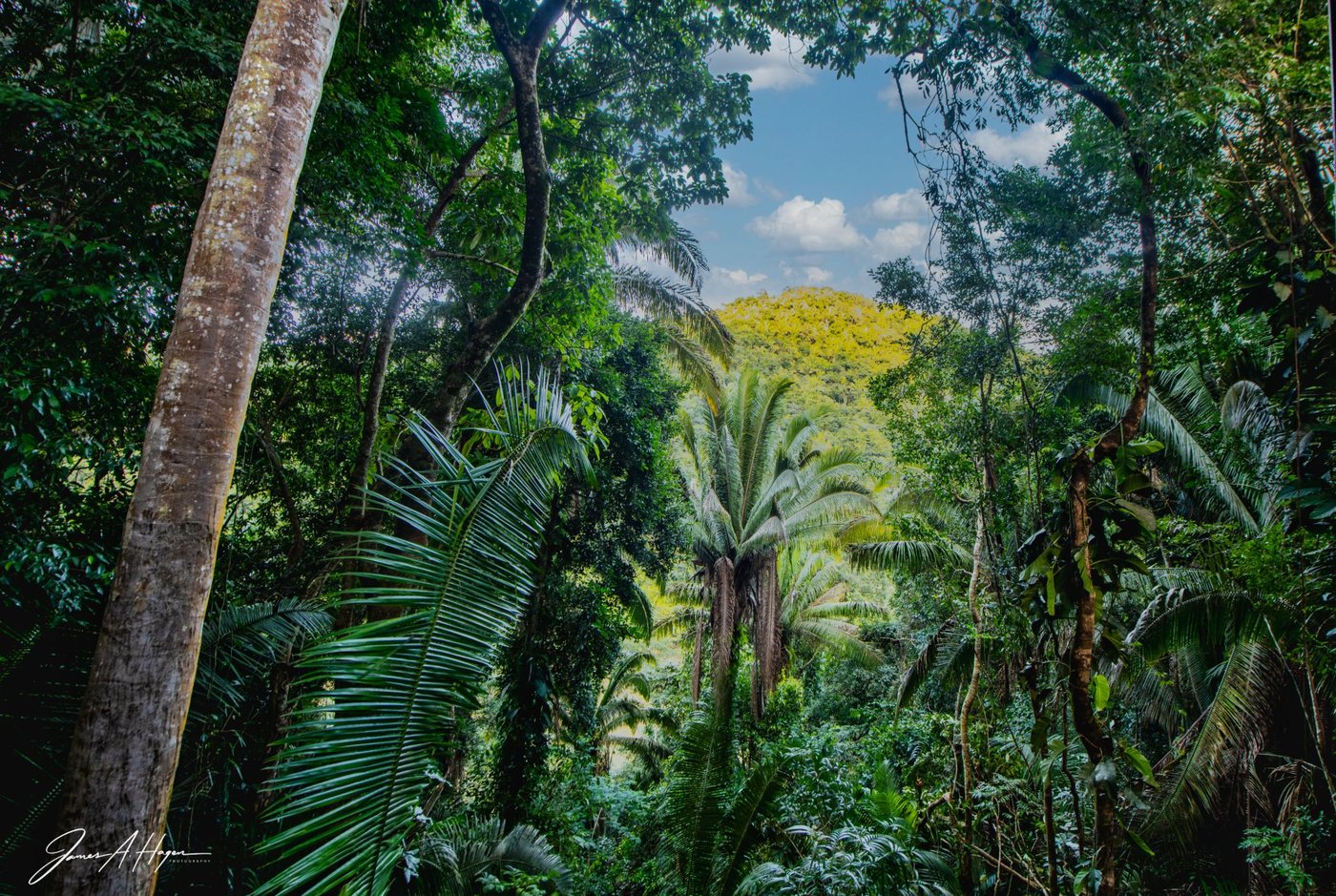 View through the rainforest canopy to a sunlit hill at Better in Belize
