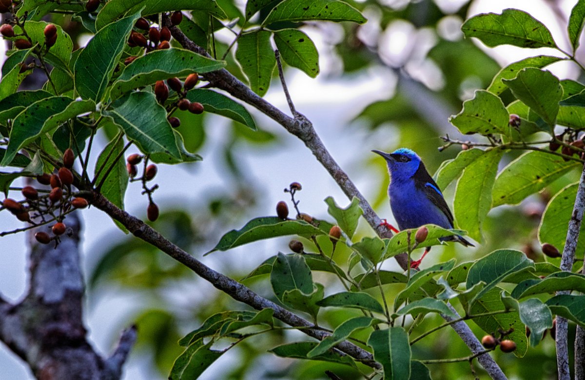 Red-legged honeycreeper perched in a fruiting tree at Better in Belize