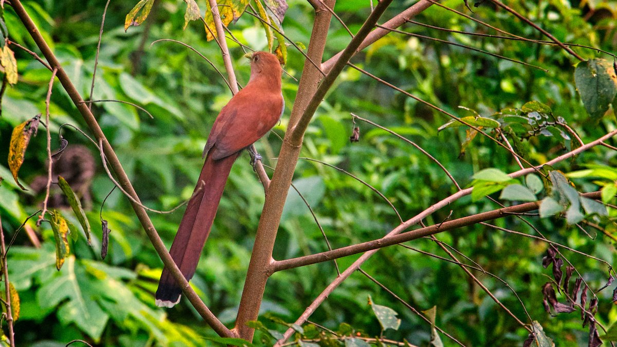 Squirrel cuckoo perched in a tree at Better in Belize